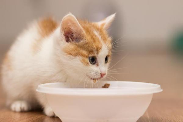 Когда котята начинают самостоятельно есть и пить воду?
