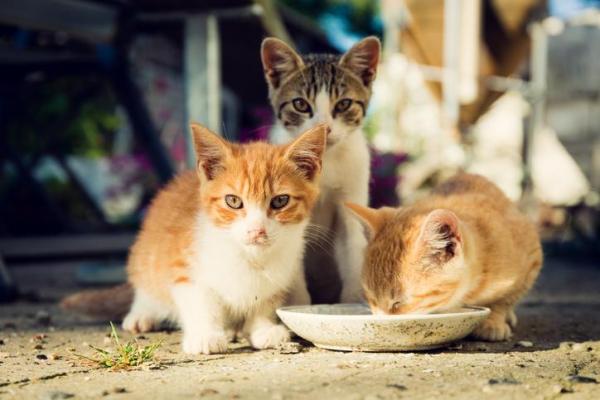 Когда котята начинают самостоятельно есть и пить воду? - Прогрессивные изменения