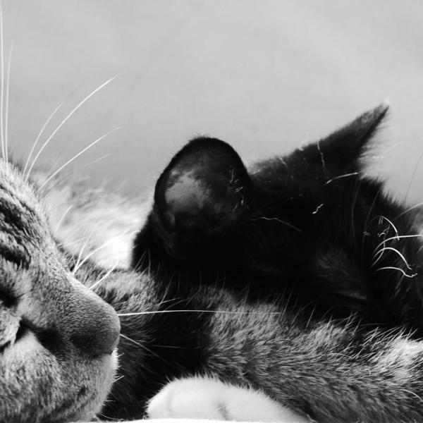 Кошки спят больше зимой? Советы, которые помогут кошкам справиться с простудой