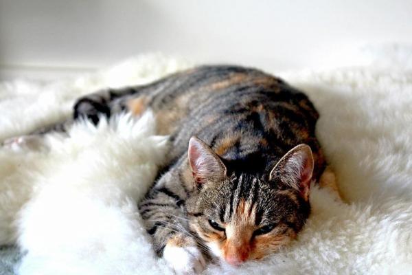 Кошки спят больше зимой? Советы, которые помогут кошкам справиться с простудой: внутри и снаружи: как помочь кошкам в холодном климате