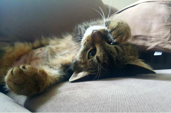 Кошки спят больше зимой? Советы, которые помогут кошкам справиться с простудой: не все кошки одинаковы