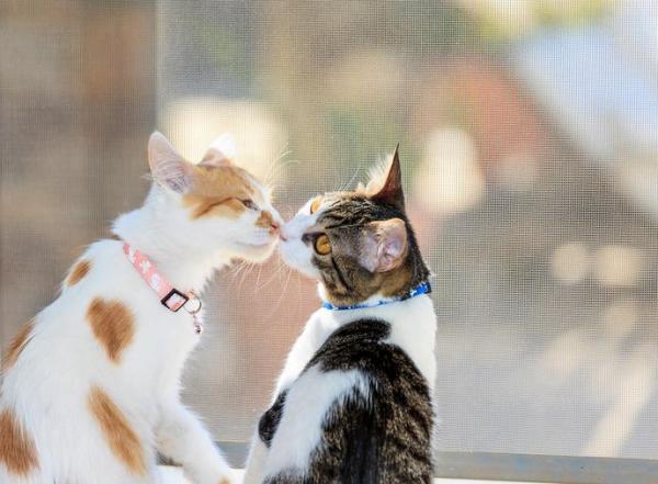 Любят ли кошки поцелуи и объятия? - Как говорят кошки