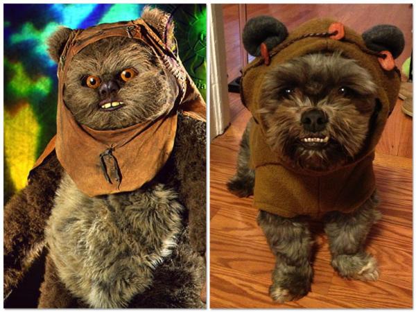 Лучшие костюмы Звездных войн для собак: Эвок костюм для собак