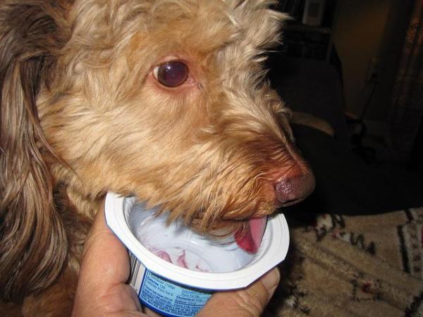 Могу ли я дать моей собаке йогурт? - Какой йогурт я могу дать своей собаке?