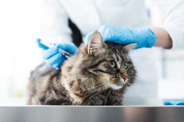 Сколько нельзя купать кота после прививки thumbnail