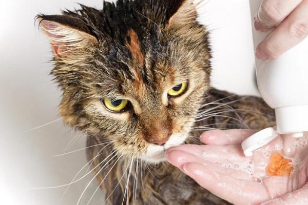 Могу ли я купать свою кошку после прививки? - кошачья ванна