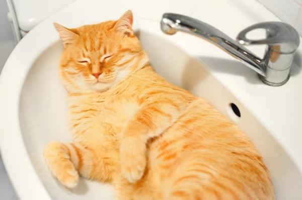 Кошку мыть после прививки thumbnail