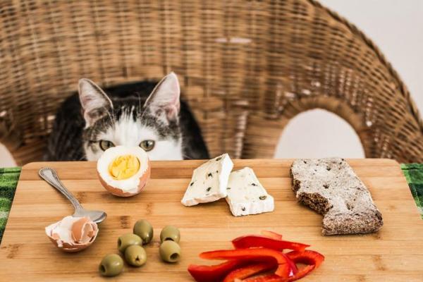 Могут ли кошки есть сыр? - Кошки едят сыр?