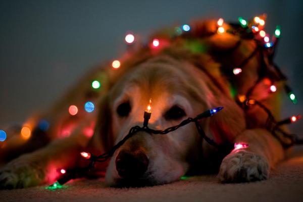 Моя собака ест новогоднюю елку - больше вещей, чтобы знать это Рождество