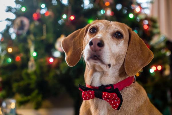 My Dog Eats the Christmas Tree - Как запретить вашей собаке есть елку