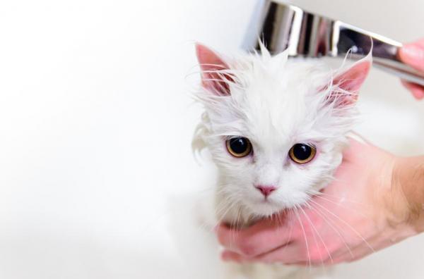Можно ли мыть мою кошку шампунем? - Как вы должны помыть свою кошку?