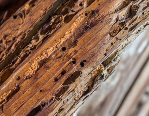 Насекомые, которые едят древесину - Насекомые, которые едят древесину - Почему эти насекомые едят древесину?