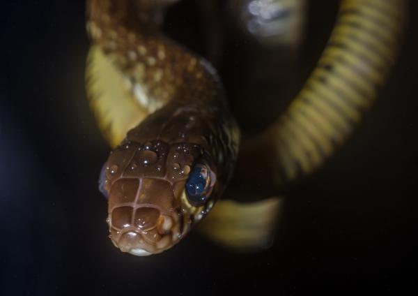 Неядовитые змеи в Индии - сужающиеся змеи в Индии