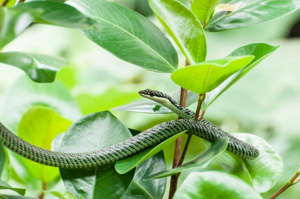 Неядовитые змеи в Индии - Другие неядовитые змеи в Индии