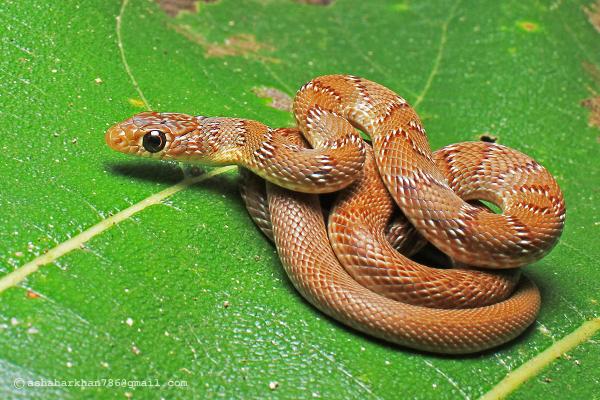 Неядовитые змеи в Индии - полосатые змеи в Индии