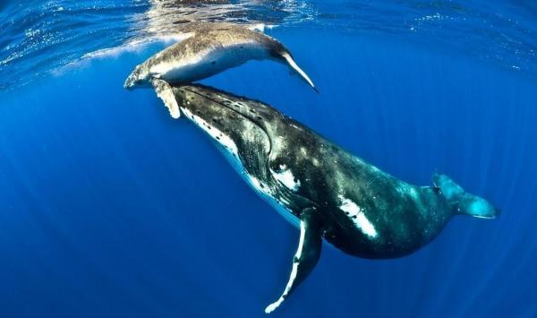 Нижняя Калифорния Морские животные - серый кит