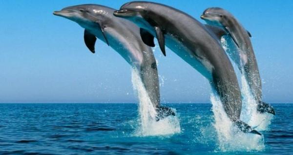 Нижняя Калифорния Морские животные - Обыкновенный афалин