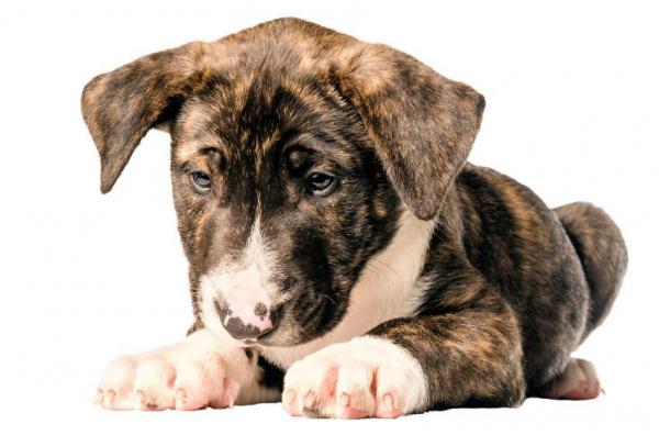 Общие заболевания бультерьеров: здоровые ли бультерьеры собаки?