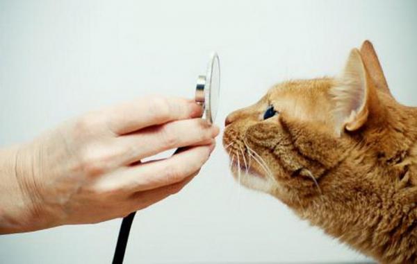 Пневмония у кошек: как диагностируется пневмония у кошек?