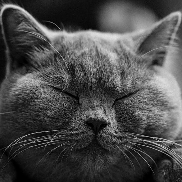 Пневмония у кошек
