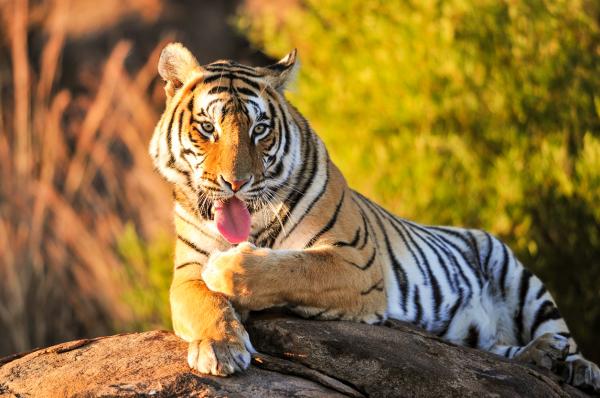 Почему бенгальские тигры в опасности?