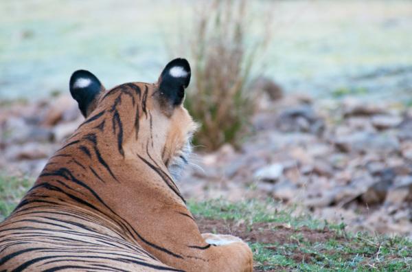 Почему бенгальские тигры в опасности? - Как сократилась популяция бенгальских тигров?