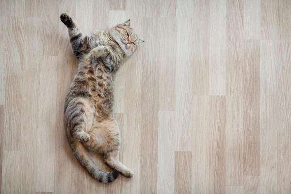 Почему кошки катятся по земле? - Кошки катятся по полу, чтобы остыть