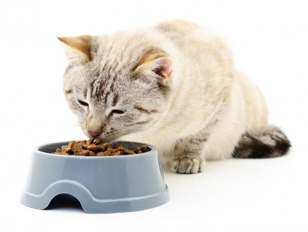 Преимущества оливкового масла для кошек: зачем использовать оливковое масло для кошек?