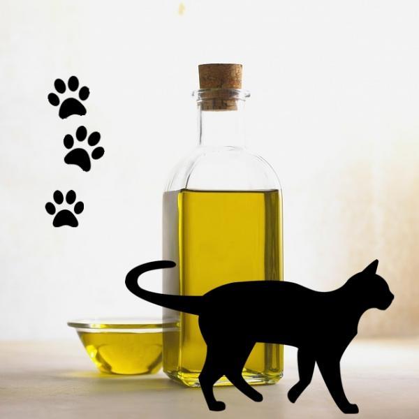 Польза оливкового масла для кошек