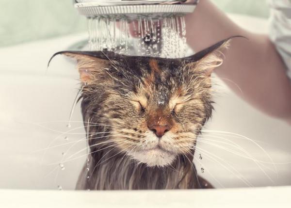 Кошки, которые любят воду - Большие кошки, которые любят воду: мейн-кун
