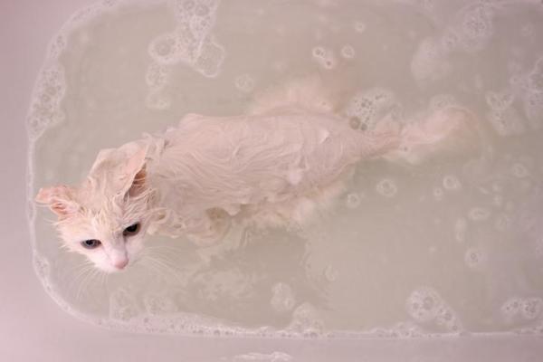 Кошки, которые любят воду - Кошки, которые любят воду: турецкая ангора
