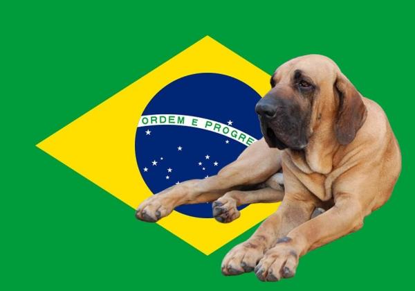 Породы собак из Бразилии