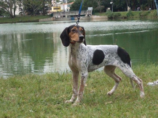 Породы собак из Бразилии - бразильский трекер