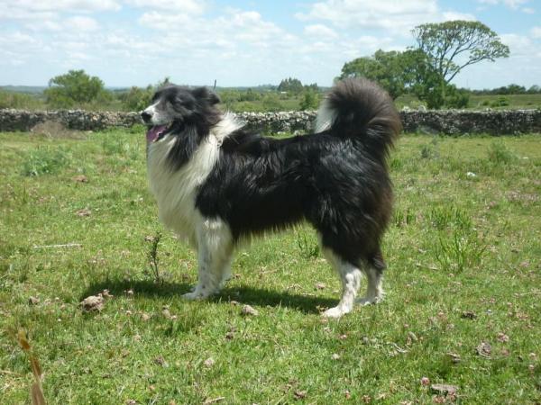 Породы собак из Бразилии - бразильская овчарка гаучо (бразильская колли)