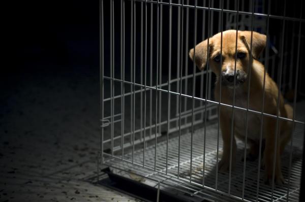 Психология жестокого обращения с животными: общие черты насильников животных