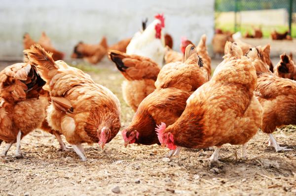 Различия между фазанами, перепелами и цыплятами: как цыплята?