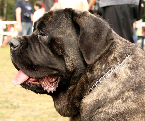 Самая сильная порода собак в мире: самая сильная порода собак по весу и размеру