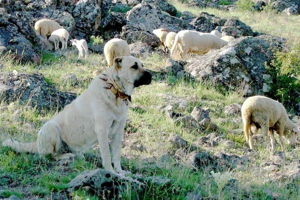 Самая сильная собака в мире: самая сильная собака в мире, турецкий кангал