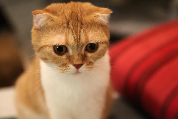 Самые игривые породы кошек - шотландская вислоухая кошка