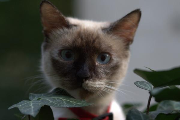 Самая игривая порода кошек - бирманская кошка