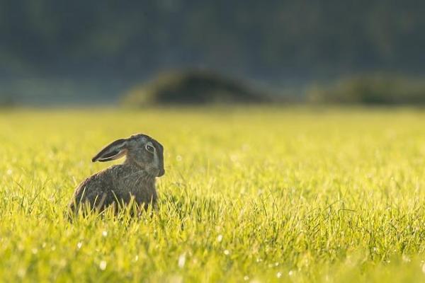 Сколько еды должен съесть кролик? - чем кормить старых кроликов с 6 лет