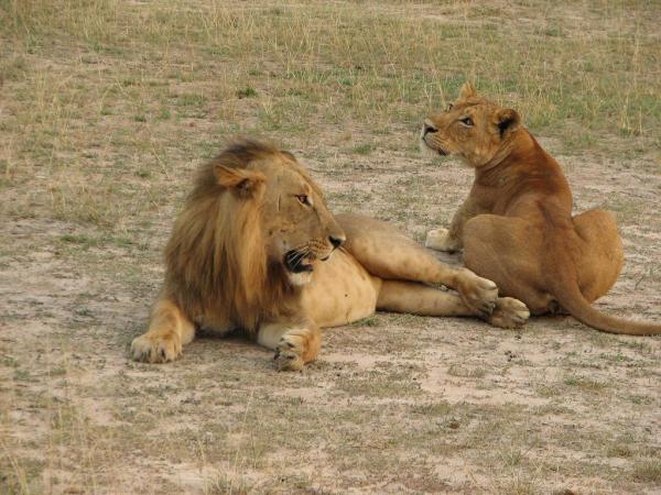 Сколько видов львов? - Конго Лев