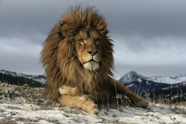 Сколько видов львов? - парикмахер лев