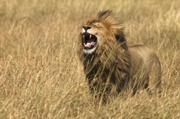 Сколько видов львов? - Лев Восточной Африки