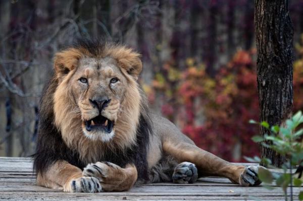 Сколько видов львов? - азиатский лев