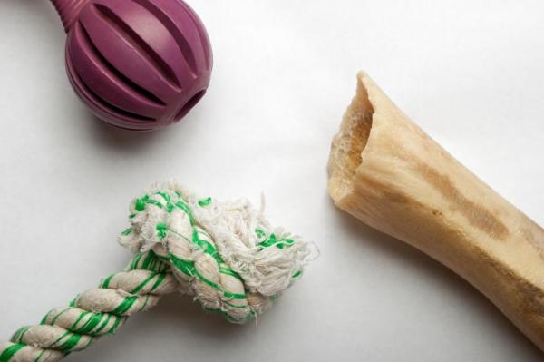 Советы по борьбе с деструктивным шнауцером - игрушки, которые научат вас правильно кусать