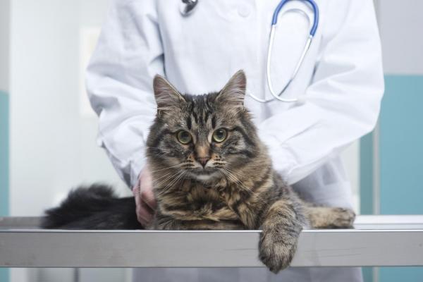 Старческое слабоумие у кошек - Лечение старческого слабоумия у кошек