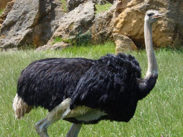 Страусы как домашние животные: общие рекомендации и советы - Домашние страусы