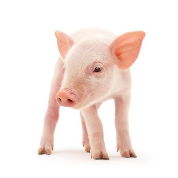 Свиньи как домашние животные: общие рекомендации и советы
