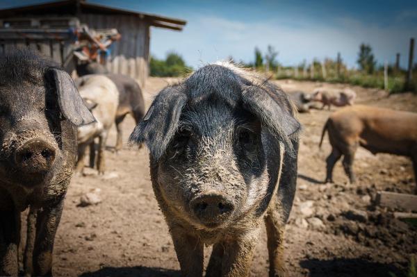 Свиньи как домашние животные: общие рекомендации и рекомендации: что такое миниатюрные или чайные свиньи?